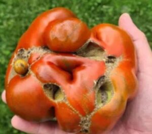 Fruit de tomate déformé et côtelé portant des cicatrices liégeuses, catface