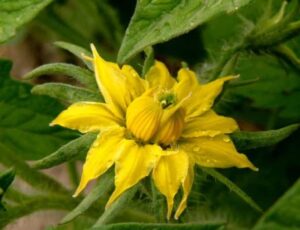 Fleur de tomate fasciée, plusieurs ébauches florales fusionnées en une mégafleur difforme