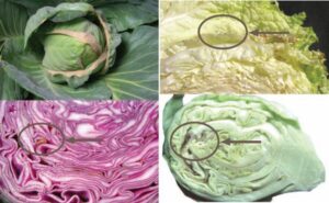 Nécrose brune sur la marge des jeunes feuilles de chou, tipburn