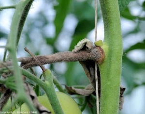 Chancre étendu sur tige de tomate à la base d'un pétiole, couvert de la moisissure grise à beige caractéristique