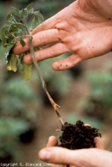 Chancre au bas de la tige d'un jeune plant de tomate, à hauteur des cotylédons