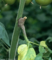 Chancre naissant sur tige de tomate installé sur une plaie de taille, avec début de sporulation