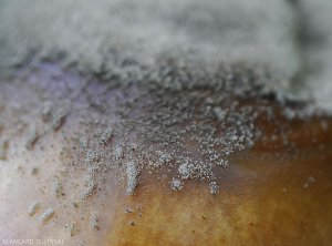 Vue rapprochée de la moisissure grise : les spores de Botrytis cinerea portées par leurs filaments