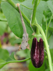 Rameau d'aubergine nécrosé et desséché en aval d'un chancre de tige