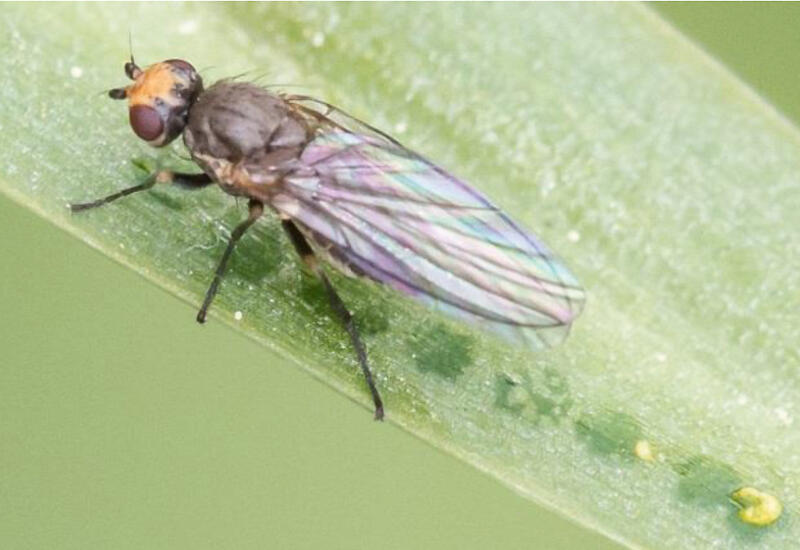 Adulte de mouche mineuse du poireau posé sur une feuille d'allium, à côté de piqûres de nutrition