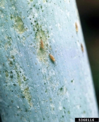 Adultes et larves de thrips sur une feuille d'allium glauque parsemée de piqûres argentées et de déjections noires