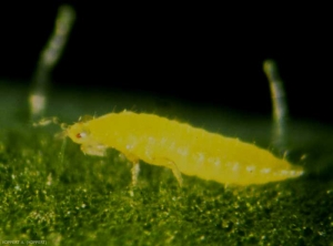 Larve de thrips jaune vif à la face inférieure d'une feuille