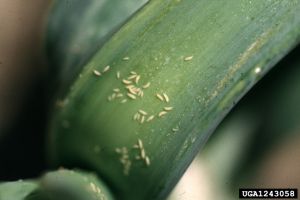 Larves de thrips regroupées à la base des gaines dans le fût d'un poireau