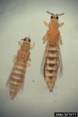 Deux adultes de Thrips tabaci vus au grossissement, corps annelé et antennes segmentées