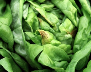 Nécrose des feuilles du cœur d'une salade coupée, tip burn interne