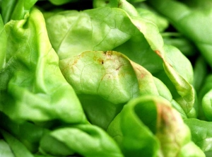 Nécrose brune sur la marge des jeunes feuilles de salade, tip burn