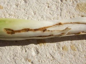 Nombreuses galeries creusées par les larves de la mouche mineuse dans une feuille de poireau