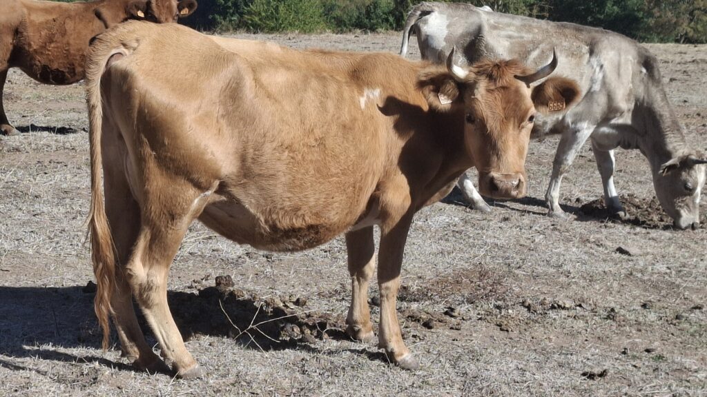 Petite vache