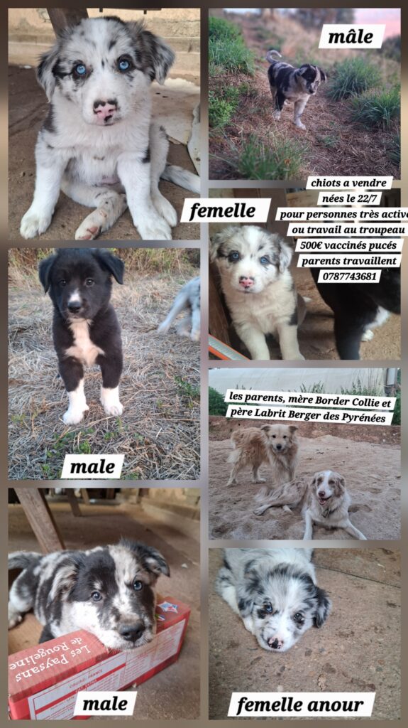 chiot troupeau