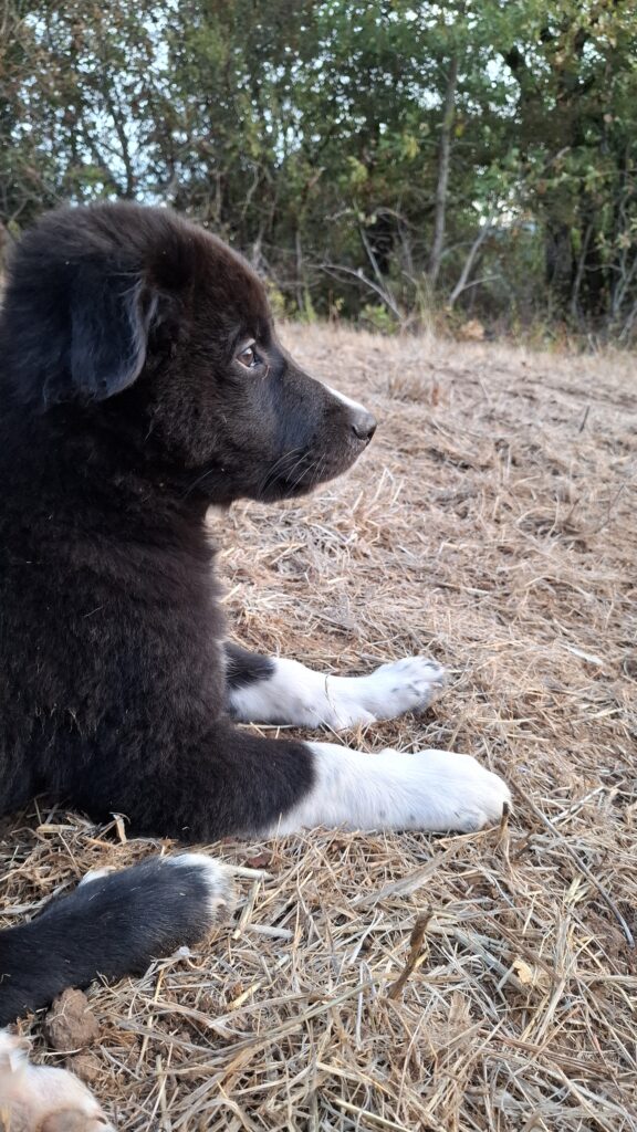 chiot troupeau
