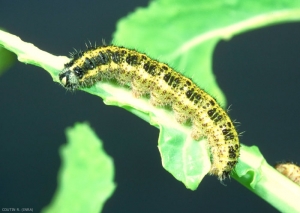 Chenille de piéride du chou, jaune et noire, sur une feuille de chou