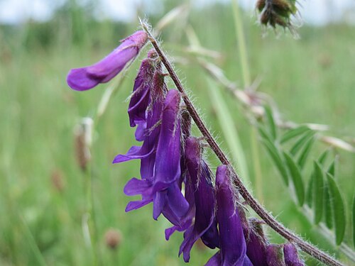 Vesce velue en fleur, grappes de fleurs violettes