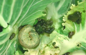Chenille de noctuelle du chou enroulée dans la pomme, avec ses excréments