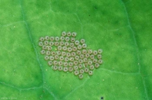 Ponte de noctuelle du chou : plaque d'œufs sur la face d'une feuille
