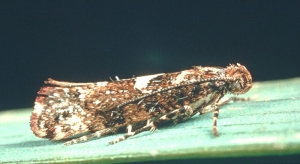 Papillon adulte de la teigne du poireau, gris-brun avec des taches blanches sur les ailes