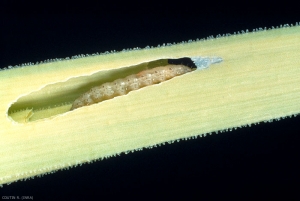 Chenille de teigne du poireau dans une feuille de poireau ouverte