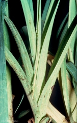 Poireau attaqué par la teigne : feuilles trouées et abîmées au cœur de la plante