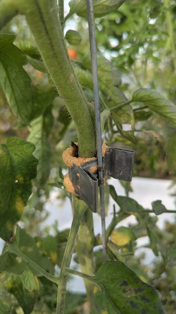 Clip Qlipr maintenant une tige de tomate contre la tige métallique