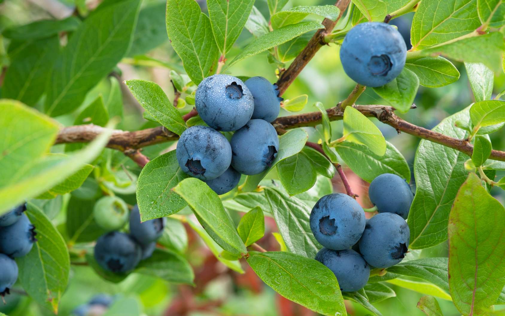 La production de petits fruits bio face au changement climatique